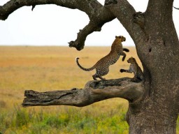 Serengeti National Park - Lassen Sie sich von der wilden Tierwelt verzaubern.